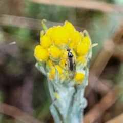 Chrysocephalum apiculatum (Common Everlasting) at Bombala, NSW - 21 Oct 2022 by trevorpreston