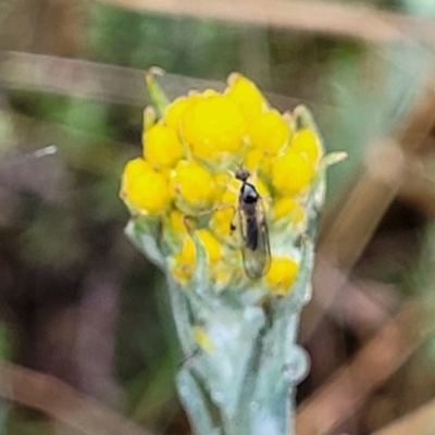 Chrysocephalum apiculatum (Common Everlasting) at Bombala, NSW - 22 Oct 2022 by trevorpreston