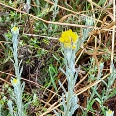 Chrysocephalum apiculatum at Bombala, NSW - 22 Oct 2022 08:00 AM