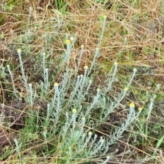 Chrysocephalum apiculatum at Bombala, NSW - 22 Oct 2022 08:00 AM