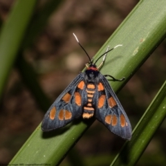 Amata nigriceps (A Handmaiden moth) at Pennant Hills, NSW - 22 Oct 2022 by Roger