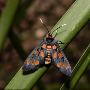 Amata nigriceps at Pennant Hills, NSW - 22 Oct 2022 11:50 AM