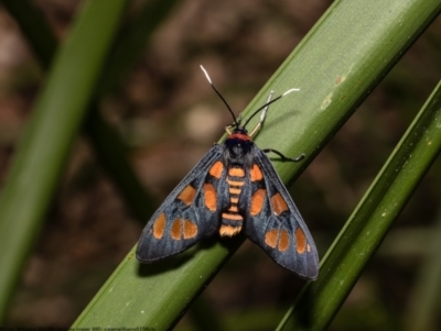 Amata nigriceps (A Handmaiden moth) at Pennant Hills, NSW - 22 Oct 2022 by Roger