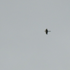 Scythrops novaehollandiae (Channel-billed Cuckoo) at Gigerline Nature Reserve - 22 Oct 2022 by Liam.m