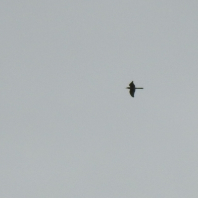 Scythrops novaehollandiae (Channel-billed Cuckoo) at Gigerline Nature Reserve - 22 Oct 2022 by Liam.m