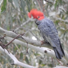 Callocephalon fimbriatum (Gang-gang Cockatoo) at Gigerline Nature Reserve - 22 Oct 2022 by Liam.m