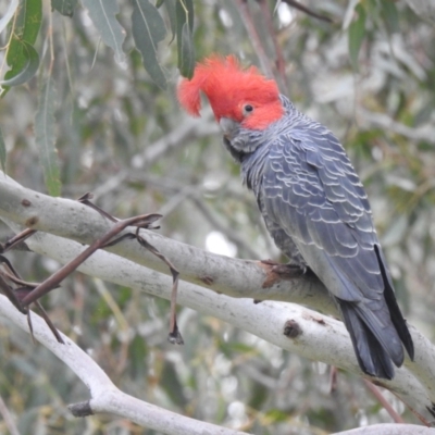 Callocephalon fimbriatum (Gang-gang Cockatoo) at Gigerline Nature Reserve - 22 Oct 2022 by Liam.m