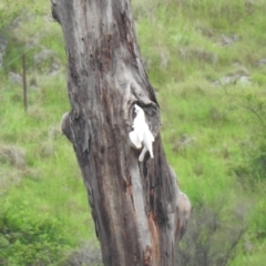 Cacatua sanguinea (Little Corella) at Tharwa, ACT - 23 Oct 2022 by Liam.m