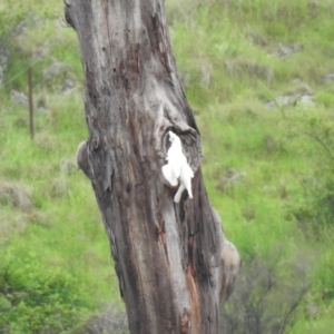 Cacatua sanguinea at Tharwa, ACT - suppressed