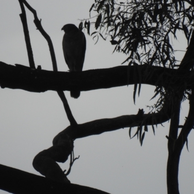 Accipiter fasciatus (Brown Goshawk) at Gigerline Nature Reserve - 22 Oct 2022 by Liam.m