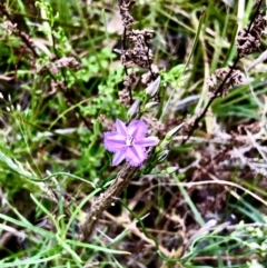 Thysanotus patersonii (Twining Fringe Lily) at Gossan Hill - 20 Oct 2022 by goyenjudy