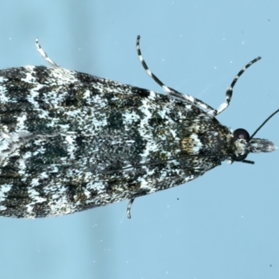 Scoparia syntaracta (A Pyralid moth) at Ainslie, ACT - 18 Oct 2022 by jb2602