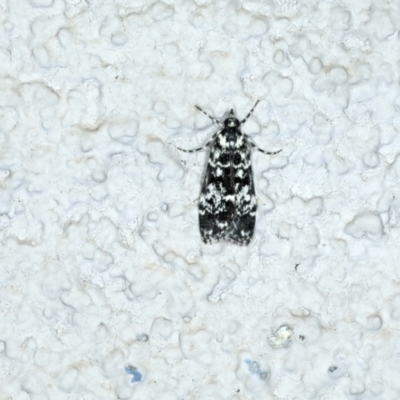 Scoparia exhibitalis (A Crambid moth) at Ainslie, ACT - 18 Oct 2022 by jb2602