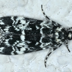 Scoparia exhibitalis at Ainslie, ACT - 18 Oct 2022