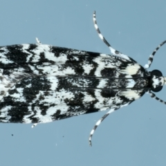 Scoparia exhibitalis at Ainslie, ACT - 18 Oct 2022