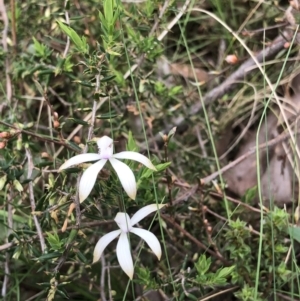 Caladenia ustulata at Bruce, ACT - 16 Oct 2022