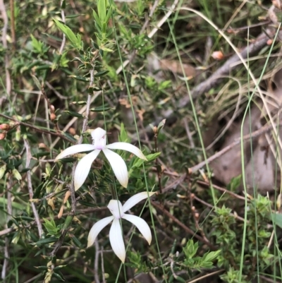 Caladenia ustulata (Brown Caps) at Bruce Ridge to Gossan Hill - 16 Oct 2022 by goyenjudy