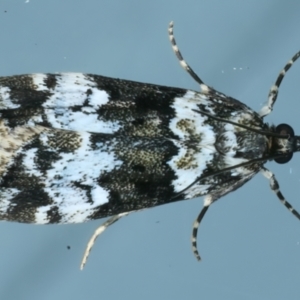 Eudonia protorthra at Ainslie, ACT - 18 Oct 2022 10:54 PM