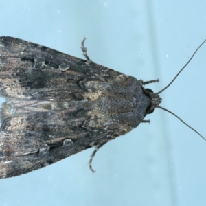 Agrotis infusa at Ainslie, ACT - 18 Oct 2022