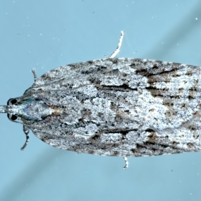 Acropolitis ergophora (A tortrix or leafroller moth) at Ainslie, ACT - 18 Oct 2022 by jb2602