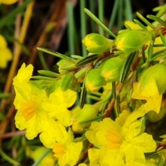 Hibbertia calycina (Lesser Guinea-flower) at Mount Mugga Mugga - 23 Oct 2022 by Mike