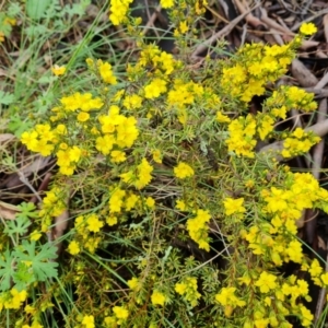 Hibbertia calycina at O'Malley, ACT - 23 Oct 2022 12:37 PM