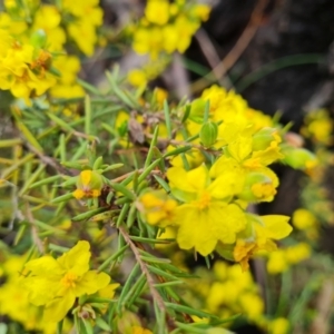 Hibbertia calycina at O'Malley, ACT - 23 Oct 2022 12:37 PM