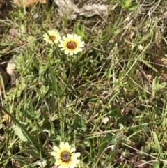 Tolpis barbata (Yellow Hawkweed) at Bruce, ACT - 16 Oct 2022 by goyenjudy