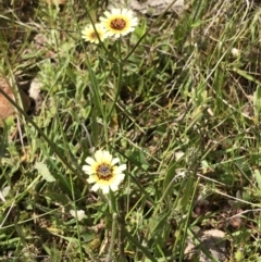 Tolpis barbata at Bruce, ACT - 16 Oct 2022 11:30 AM