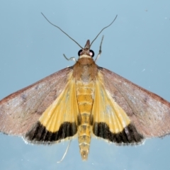 Uresiphita ornithopteralis (Tree Lucerne Moth) at Ainslie, ACT - 18 Oct 2022 by jb2602