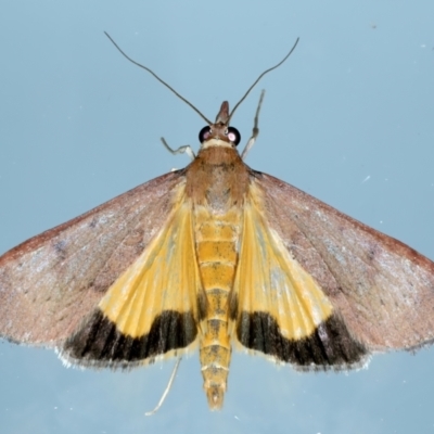 Uresiphita ornithopteralis (Tree Lucerne Moth) at Ainslie, ACT - 18 Oct 2022 by jb2602