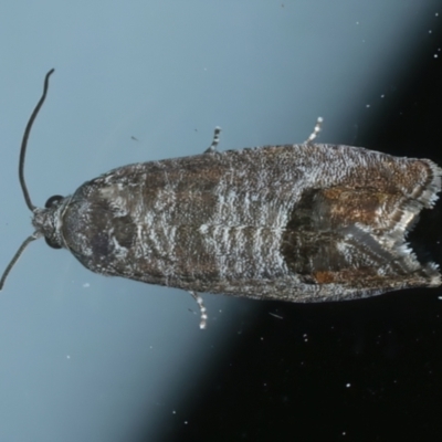 Cydia pomonella (Codling Moth) at Ainslie, ACT - 18 Oct 2022 by jb2602