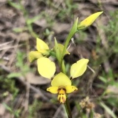 Diuris nigromontana (Black Mountain Leopard Orchid) at Bruce Ridge to Gossan Hill - 16 Oct 2022 by goyenjudy
