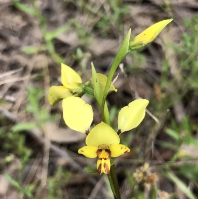Diuris nigromontana (Black Mountain Leopard Orchid) at Bruce Ridge to Gossan Hill - 16 Oct 2022 by goyenjudy