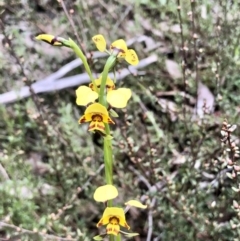 Diuris nigromontana at Bruce, ACT - suppressed