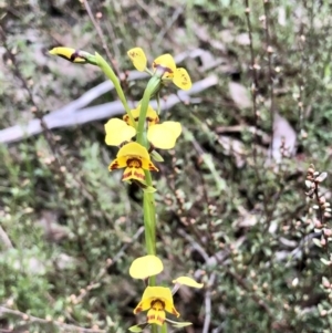 Diuris nigromontana at Bruce, ACT - suppressed