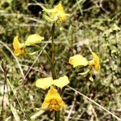 Diuris nigromontana at Bruce, ACT - suppressed