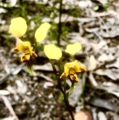 Diuris nigromontana at Bruce, ACT - 16 Oct 2022