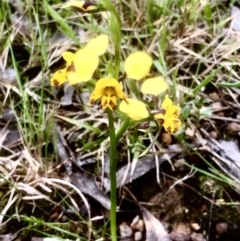 Diuris nigromontana at Bruce, ACT - suppressed