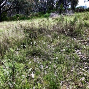 Wurmbea dioica subsp. dioica at Bruce, ACT - 15 Oct 2022 11:47 AM