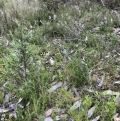 Wurmbea dioica subsp. dioica at Bruce, ACT - 15 Oct 2022