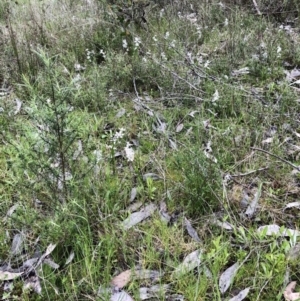 Wurmbea dioica subsp. dioica at Bruce, ACT - 15 Oct 2022 11:47 AM