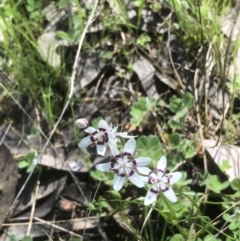 Wurmbea dioica subsp. dioica at Bruce, ACT - 15 Oct 2022 11:47 AM