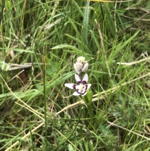 Wurmbea dioica subsp. dioica at Bruce, ACT - 15 Oct 2022 11:47 AM