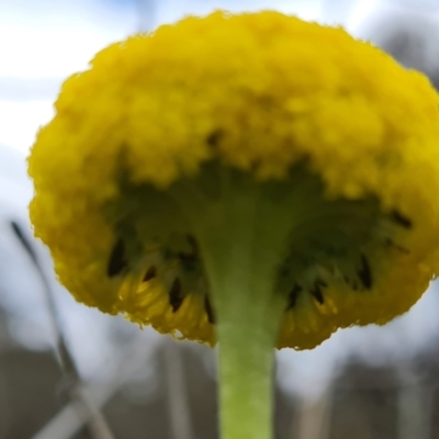 Craspedia variabilis (Common Billy Buttons) at O'Malley, ACT - 23 Oct 2022 by Mike