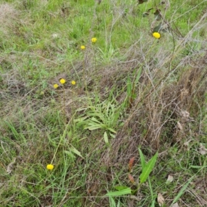 Craspedia variabilis at O'Malley, ACT - 23 Oct 2022