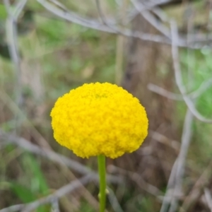 Craspedia variabilis at O'Malley, ACT - 23 Oct 2022