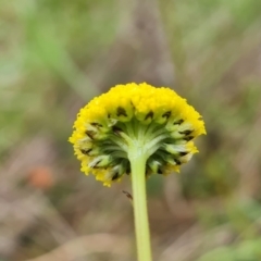 Craspedia variabilis at O'Malley, ACT - 23 Oct 2022