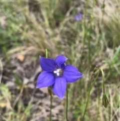 Wahlenbergia sp. (Bluebell) at Bruce, ACT - 16 Oct 2022 by goyenjudy