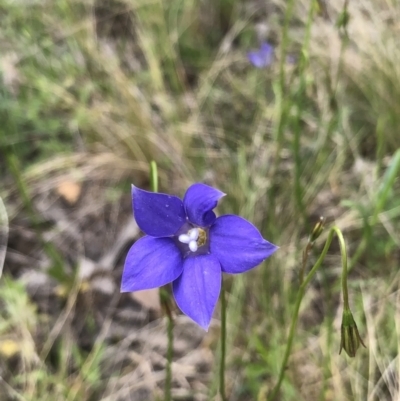 Wahlenbergia sp. (Bluebell) at Bruce, ACT - 15 Oct 2022 by goyenjudy